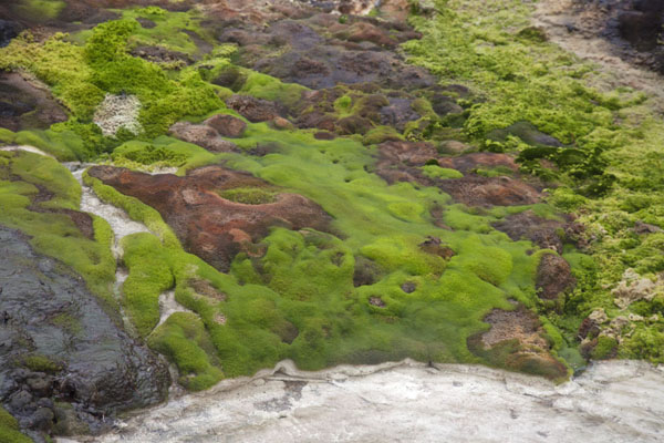 Mosses and white water at the Termales de San Juan, Colombia