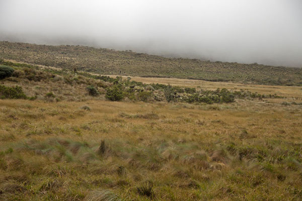 Typical páramo landscape of Puracé, Colombia