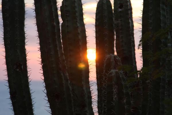 Sunset seen through cactus, Colombia