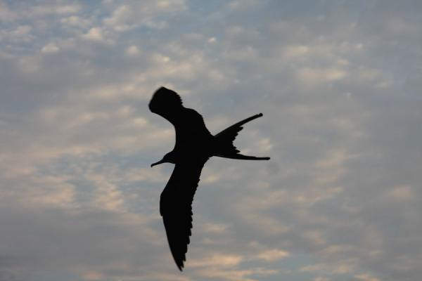 Fregate bird flying near Taganga, Colombia