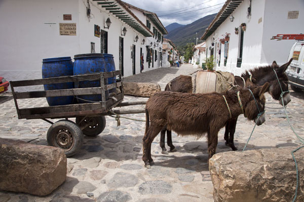 Donkeys with cart in a street of Villa de Leyva, Colombia