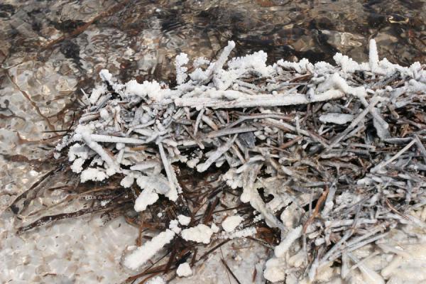 Crystallized branches on the shores of Lac Assal, Lac Assal, Djibouti