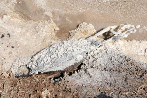 Salt caked to these remains of a bird on the shore of Lac Assal, Lac Assal, Djibouti