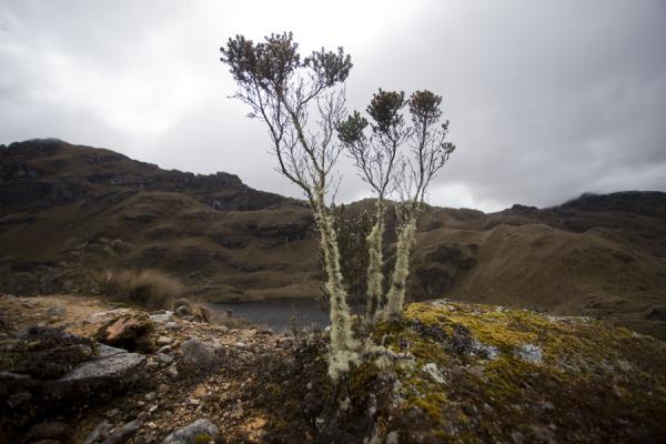 Plant on a rock with lake in the background: typical landscape of El Cajas | El Cajas National Park | Ecuador