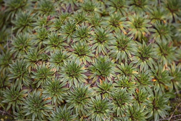 Close-up of typical green vegetation found in El Cajas | El Cajas National Park | Ecuador