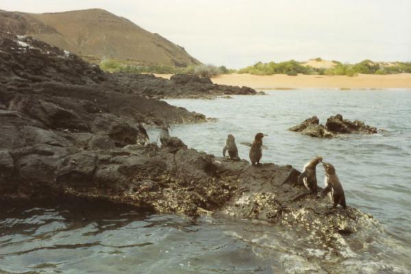 Some of the rare penguins, the only ones to live so far north | GalÃ¡pagos | l'Equateur