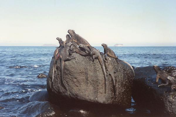 Photo de Iguanas on a rockIles GalÃ¡pagos - l'Equateur
