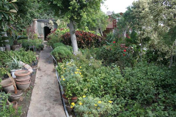 Carefully tendered garden in front of one of the houseboats, Egypt