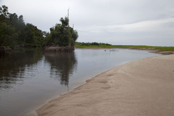 Picture of Mangrove swamp behind the beach of Cap EsteriasLibreville - Gabon