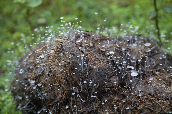 Fungi growing on an elephant dump | Reserva de NyoniÃ© Wonga WonguÃ© | GabÃ³n