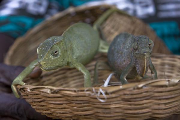 Live chameleons in a basket | Timber market | Ghana