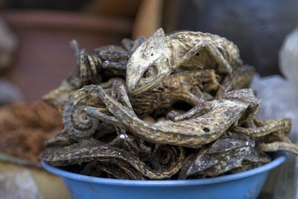 Dried chameleons in a market stall | Timber market | Ghana