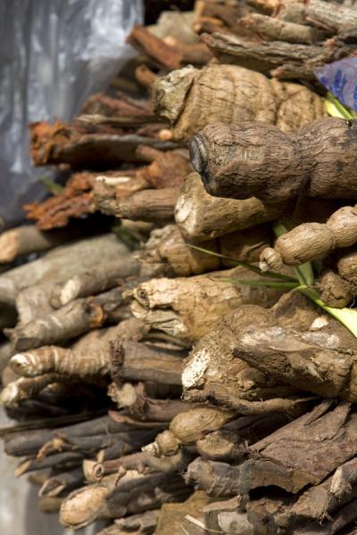Roots that can be used for medicinal purposes | Timber market | Ghana