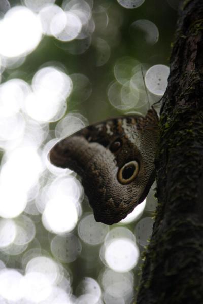 Butterfly taking a break on a tree trunk | Kaieteur por tierra | Guyana