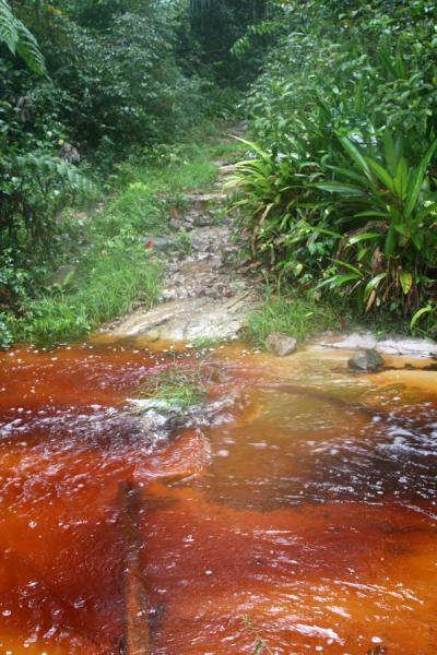 Creeks on the way to Kaieteur have fantastic colours | Kaieteur por tierra | Guyana