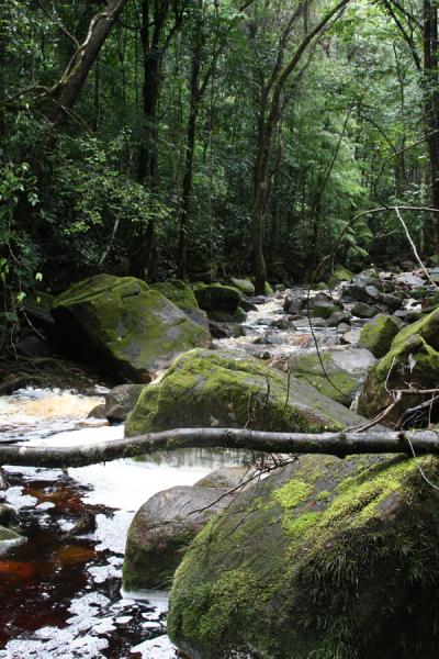 One of the many streams to cross on our way to Kaieteur | Kaieteur por tierra | Guyana