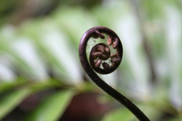 Fern about to unfold | Kaieteur por tierra | Guyana