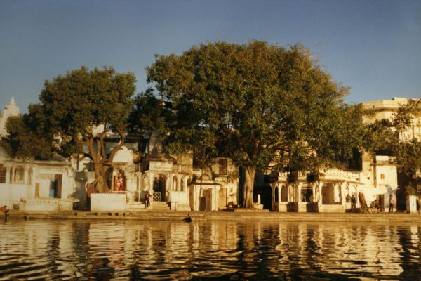 Tree and buildings reflected in the waters of Udaipur | Udaipur | India