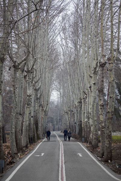 Tree-lined lane on the Sa'd Abad Museum Complex grounds | Sa'd Abad Museum Complex | IrÃ¡n