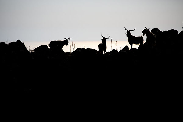 Silhouettes of Girgentana goats near the top of Alicudi island | Alicudi | l'Italie