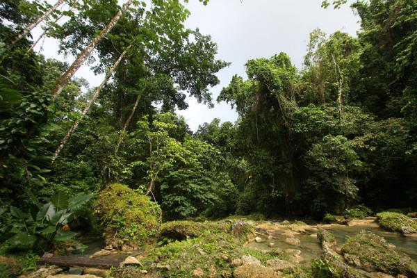 Trees surrounding Reach Falls, Jamaica