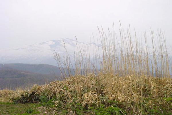 Snow in the background. | Shakotan Nationaal Park | Japan