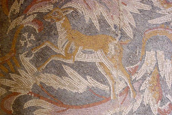 Foto di Animals play an important role in the mosaicsMadaba - Giordania