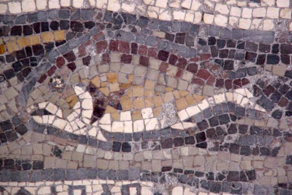 Photo de Fish in a riverMadaba - Jordanie