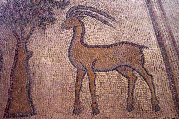 Photo de Fragment of one of the mosaics in the Apostles ChurchMadaba - Jordanie