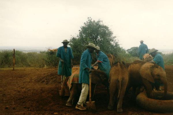 Young elephants in orphanage in Nairobi, Kenya Guards taking care of the baby elephants - they even sleep with them!, Kenya
