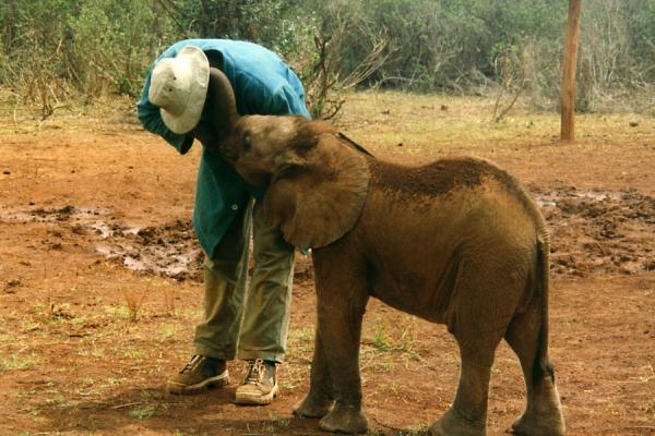Young elephant in orphanage in Nairobi, Kenya Trying to get the elephant to drink., Kenya