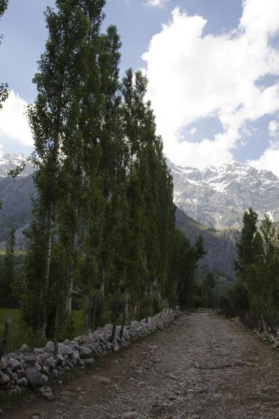 Line of trees in Arslanbob | Arslanbob | KirguistÃ¡n