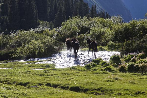 Horses running through Ak-Suu river, Kyrgyzstan