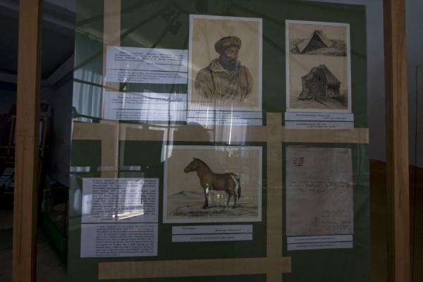 Description of the famous Przewalski horse in the museum, Kyrgyzstan
