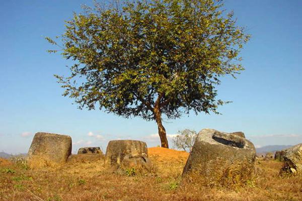 Picture of Under the protection of a treePlain of Jars - Laos