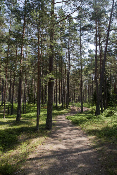 One of the many trails through the pine woods in Slītere National Park | SlÄ«tere National Park | Letland