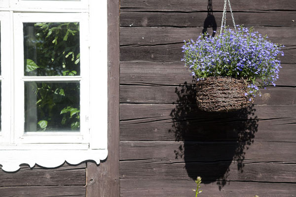 Flowers hanging on a wall at a house of Mazirbe | SlÄ«tere National Park | Letland
