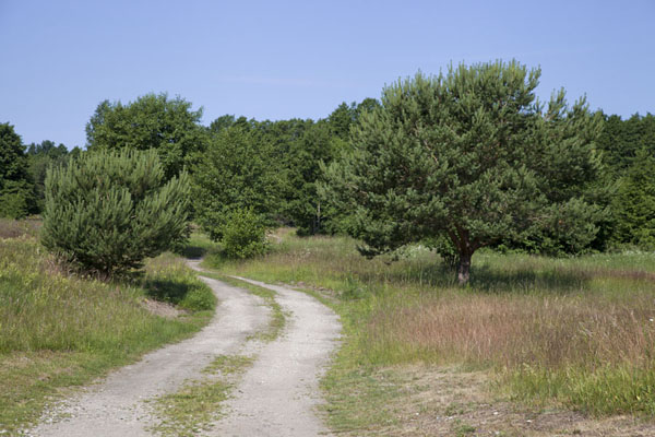 Track running through the landscape near the Lviv village of Mazirbe | SlÄ«tere National Park | Letland