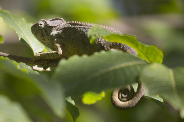 Chameleon on a branch | Anja | Madagascar