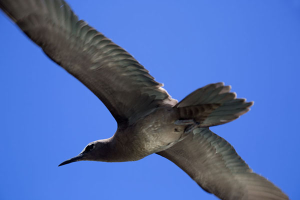 Lesser noddy in flight over Ile aux Cocos, Mauritius