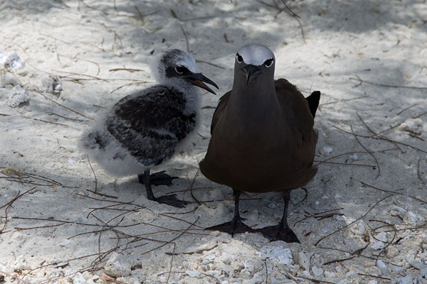 Brown noddy with chick on the beach of Ile aux Cocos, Mauritius