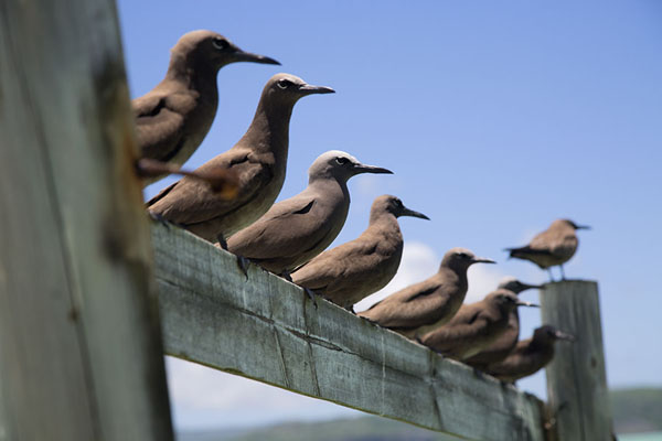 Row of lesser noddies sitting on a fence on Ile aux Cocos, Mauritius