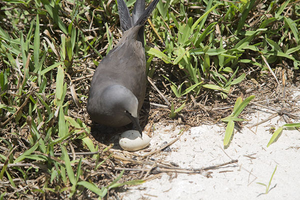 Brown noddy with egg on Ile aux Cocos, Mauritius