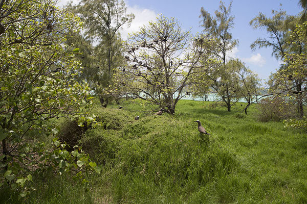 Interior of Ile aux Cocos with trees full of birds, Mauritius