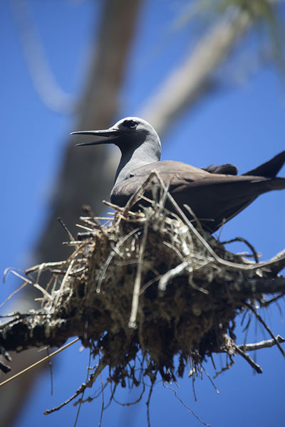 Brown noddy on a nest in a tree, Mauritius