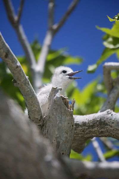Chick of white tern in a tree, Mauritius