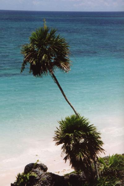 Picture of Palm overlooking the oceanPlaya del Carmen - Mexico