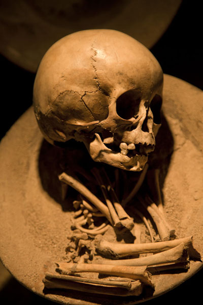 Picture of Skull on display in the Museum of TeotihuacanTeotihuacan - Mexico
