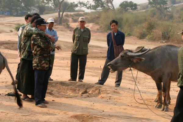 Foto di At the buffalo marketMyanmar - Myanmar