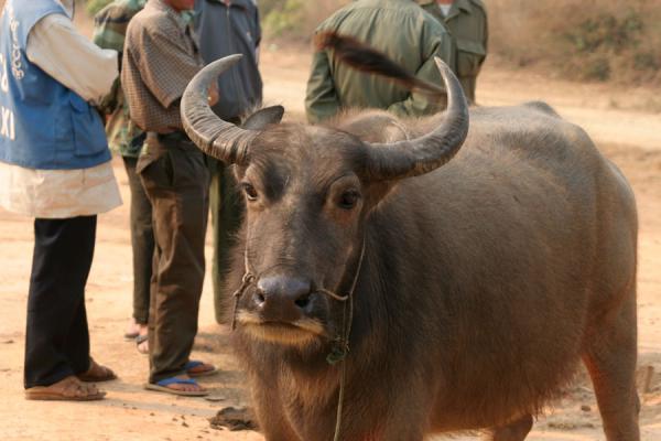 Foto di Buffalo at the buffalo market of KengtungMyanmar - Myanmar